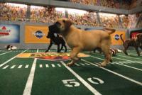 Puppy_bowl_6_200x400