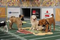 Puppy_bowl_vii_200x400