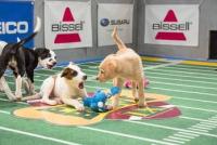 Puppy_bowl_ix_200x400