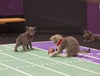 Kitten_bowl_main_200x400