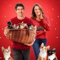 Nine_kittens_of_christmas_the_241x208