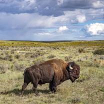 American_buffalo_241x208