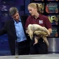 Americas_funniest_home_videos_animal_edition_241x208