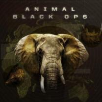 Animal_black_ops_241x208