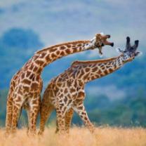 Animal_dance_battles_241x208