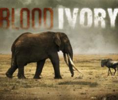 Blood_ivory_241x208