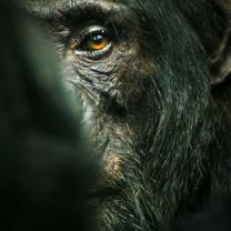 Chimp_empire_241x208