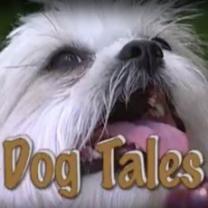 Dog_tales_241x208