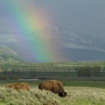 Epic_yellowstone_241x208