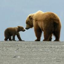 Great_bear_stakeout_241x208