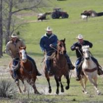 Highway_cowboys_241x208