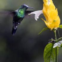 Into_the_wild_colombia_241x208