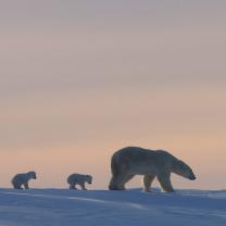 Kingdom_of_the_polar_bears_241x208