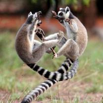 Lemur_kingdom_241x208