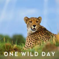 One_wild_day_241x208