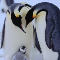 Penguins_spy_in_the_sky_241x208