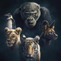 Planet_earth_dynasties_241x208