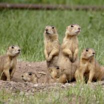 Prairie_dog_manor_241x208