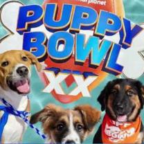 Puppy_bowl_20_241x208