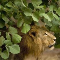 Secrets_of_wild_india_241x208