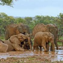 Serengeti_241x208