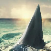 Shark_attack_360_241x208