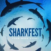 Sharkfest_2024_241x208