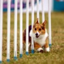 Ultimate_dog_championships_241x208