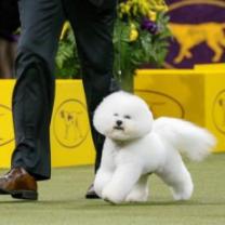 Westminster_kennel_club_dog_show_2018_241x208