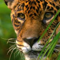 Wild_amazon_241x208