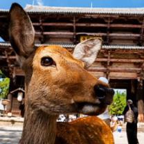 Wild_japan_241x208