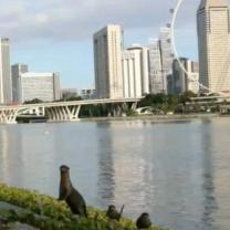 Wild_singapore_241x208