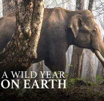 Wild_year_on_earth_241x208