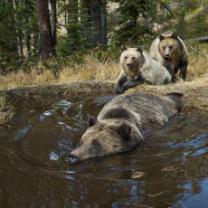 Yellowstone_live_241x208