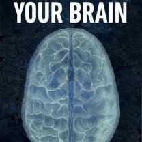 Your_brain_241x208