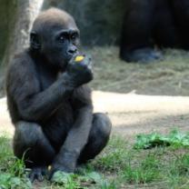 Zoo_bronx_tales_241x208